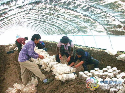 《磨姑种植：揭秘高效栽培技术，助力农业丰收新篇章》