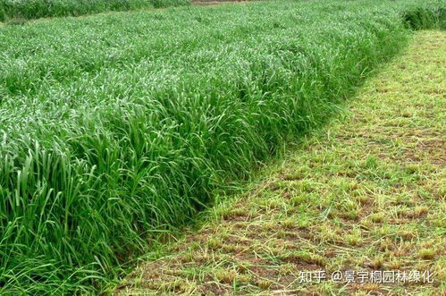 黑麦草种植攻略：揭秘高效益的绿色革命