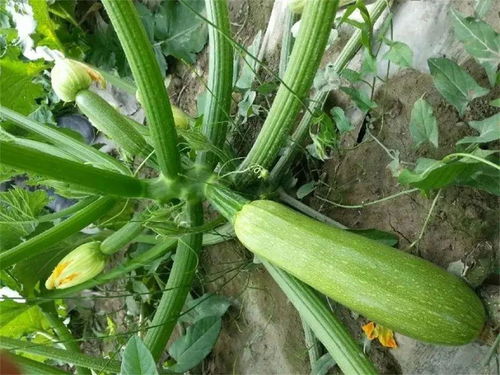 西葫芦种植技术揭秘：如何提高产量与品质？