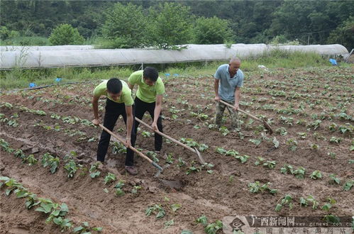 地瓜种植技术揭秘：如何提升产量，保障品质？