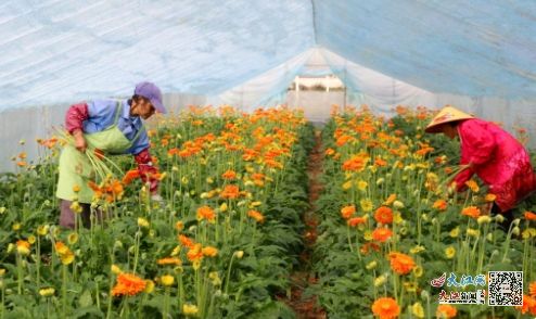 《花艺新篇章：揭秘高效花种植技术，让每一朵花绽放自然之美》