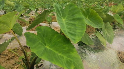 芋头高产种植技术解析：如何实现亩产超千斤？