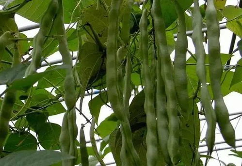 《芸豆种植新篇章：揭秘高效益种植技术》