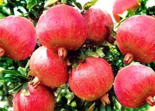软籽石榴种植技术揭秘：如何培育出高品质的“石榴皇后”