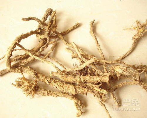 《防风种植技术：守护绿色生态的绿色长城——揭秘防风林构建之道》