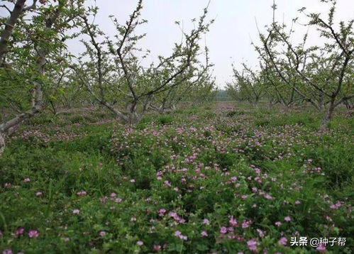 《紫云英种植新篇章：揭秘高效益的种植技术》