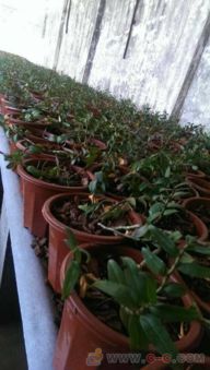 铁皮石斛温室大棚种植技术：揭秘高效益的绿色之路