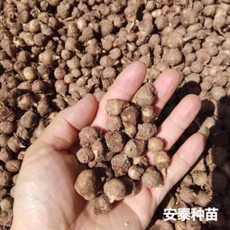 《旱半夏种植技术揭秘：如何提升产量与品质？》