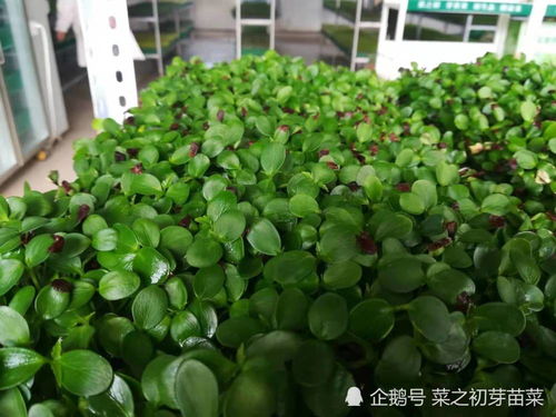 香椿芽苗菜种植技术解析：绿色新食尚的种植之道