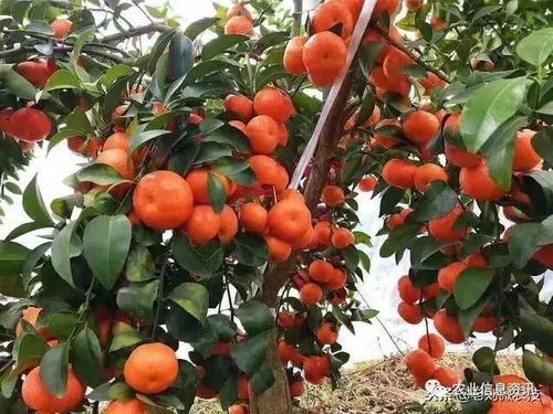 《砂糖橘种植：揭秘高效管理与关键技术》
