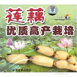 莲藕种植技术揭秘：高效益的绿色农业新篇章