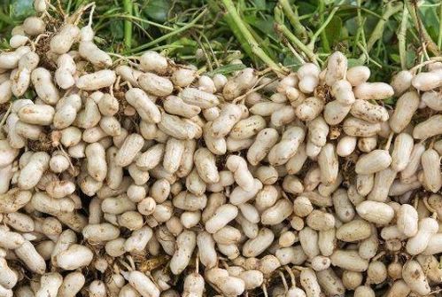 《花生种植与管理：揭秘高效农业的秘密武器》