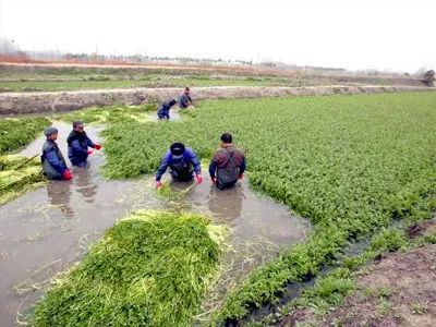 水芹菜种植技术揭秘：如何打造高品质蔬菜园？