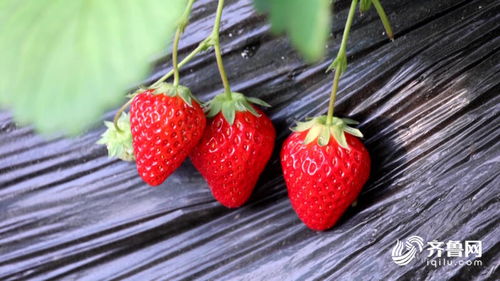 草莓种植新篇章：揭秘高效管理与技术突破