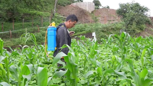 《黄金种植：揭秘未来农业的绿色金库》