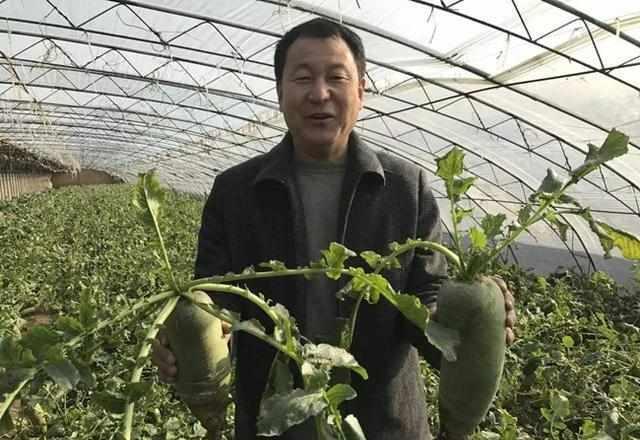 沙窝萝卜种植技术揭秘：如何打造绿色生态的“黄金根”