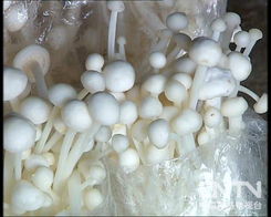 金针菇种植技术培训：揭秘高效益的“菌中之王”培育奥秘