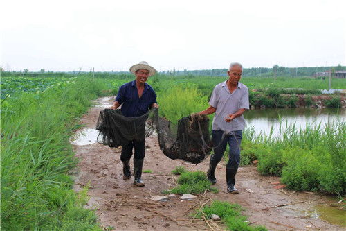 浅水藕种植技术解析：如何实现高产高效？