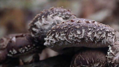 人工种植香菇：揭秘绿色食用菌的丰收密码