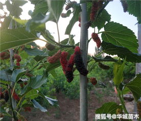 果桑苗种植技术：揭秘高效益的“桑园经济”新趋势