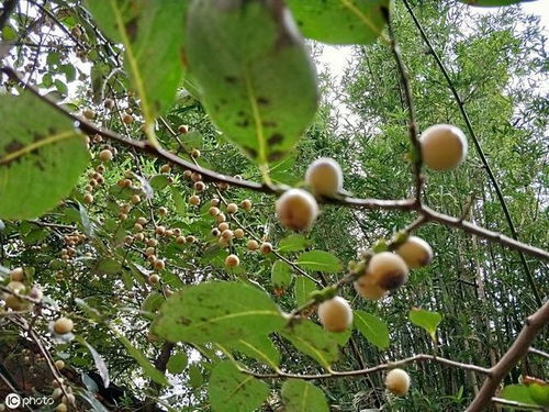 枣树种植新篇章：揭秘高效种植技术，助力果农增收