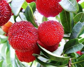 《杨梅种植新篇章：揭秘高效管理与创新技术》