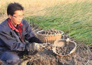 马蹄种植技术革新：揭秘高效高产的秘密武器