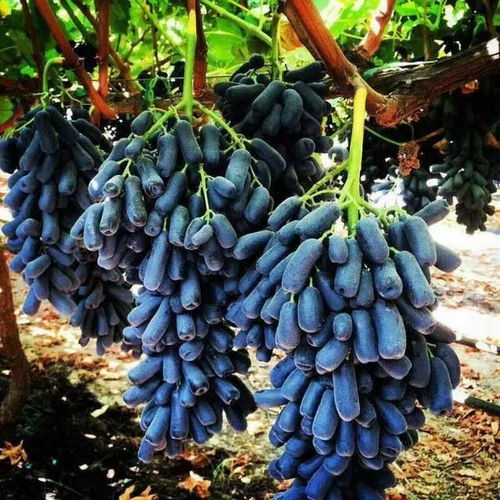 蓝宝石葡萄种植攻略：揭秘高品质果实背后的技术秘密