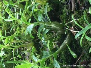 揭秘米斛种植之谜：如何培育珍稀兰花中的“黄金”