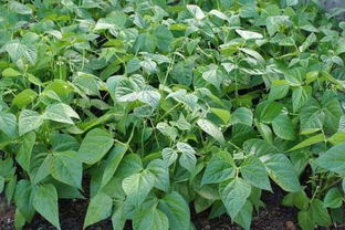 《南方四季豆种植技术解析：如何提升产量与品质？》