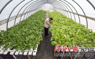 《大棚蔬菜种植技术网：揭秘高效农业的未来之路》