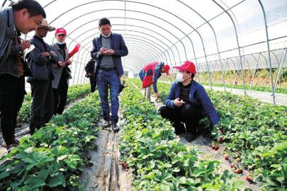 《破解农业难题：揭秘现代农业种植技术培训新趋势》