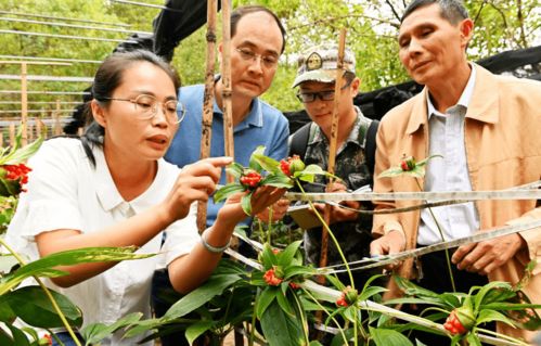 《七叶一枝花：揭秘神奇植物的种植奥秘》