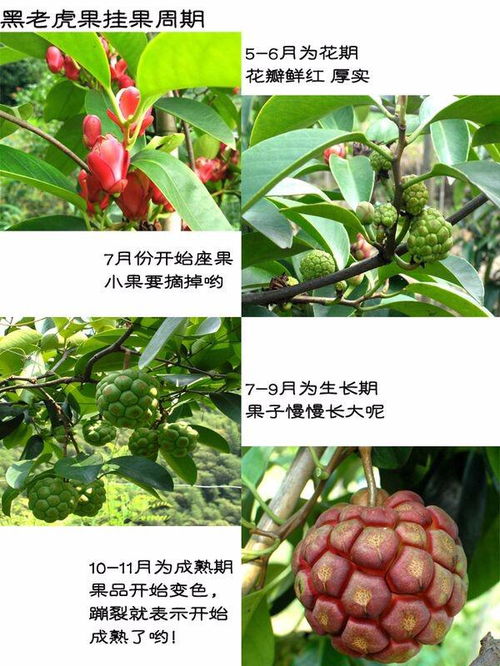 揭秘黑老虎种植技术：如何培育这个“黑色金矿”