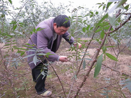 揭秘藤椒种植技术：如何培育出高品质的“川味灵魂”？