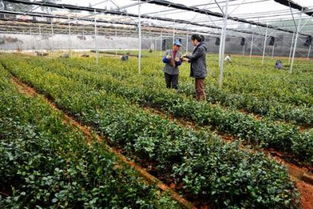 油茶苗种植技术揭秘：如何让油茶树成为致富新途径？