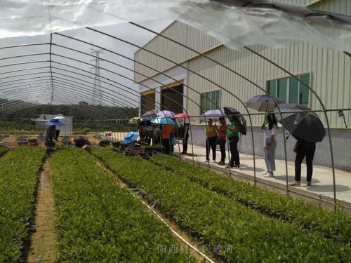 牛大力种植：揭秘高效益的种植技术与科学管理