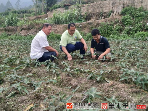 甘庶种植新篇章：揭秘高效种植技术，助力农业可持续发展
