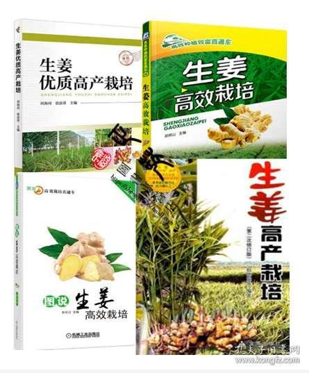 揭秘南方生姜高产秘籍：如何打造亩产千斤的“金姜”田？