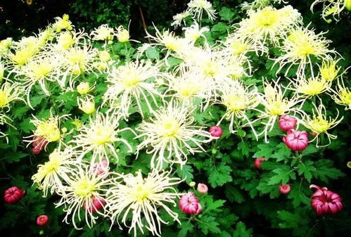 菊花园中的艺术：揭秘菊花的种植与管理之道