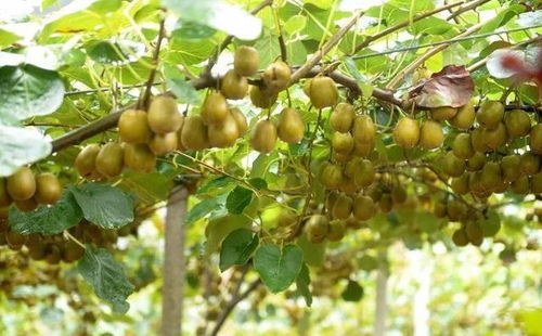 揭秘红心猕猴桃的“黄金种植术”：如何培育出鲜甜多汁的果实？