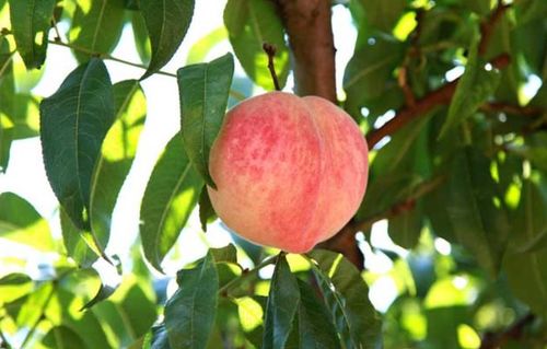 桃树种植技术揭秘：如何让果实甜美多汁？