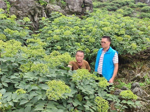 揭秘吴茱萸种植技术：绿色财富的“香”秘密
