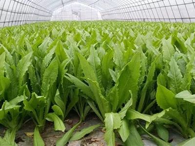 《油麦菜种植攻略：从选种到管理，专家教你轻松种植高效益油麦菜》