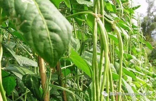 揭秘长豆角高效种植技术：如何打造高产豆角田？