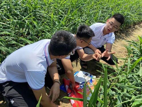 《大姜种植技术视频大全：揭秘高效益种植之道》