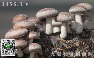 香菇种植新篇章：揭秘高效益的种植技术