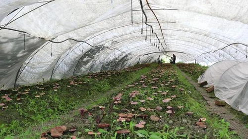 揭秘灵芝种植技术：掌握这一绿色财富的秘密钥匙