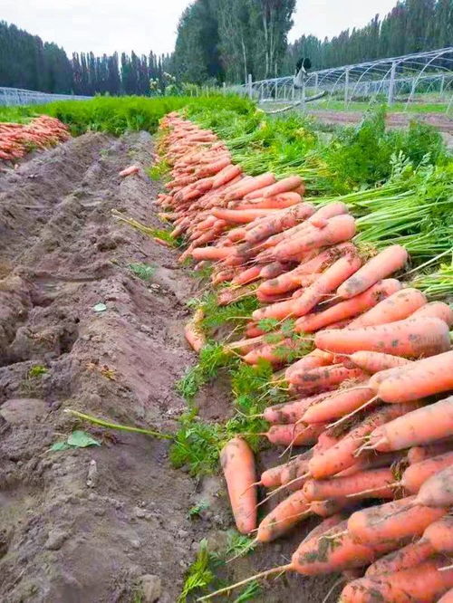 胡萝卜种植技术揭秘：如何提高产量与品质？