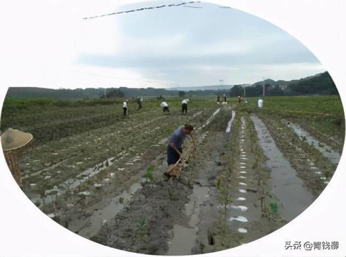 《揭秘香芋种植之谜：技术与管理的全解析》
